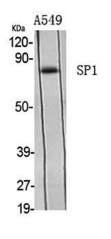 Sp1 rabbit pAb Antibody