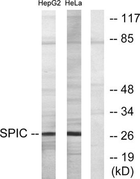 Spi-C rabbit pAb Antibody