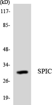 Spi-C rabbit pAb Antibody