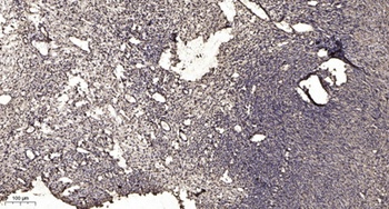 Spi-C rabbit pAb Antibody