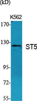 ST5 rabbit pAb Antibody