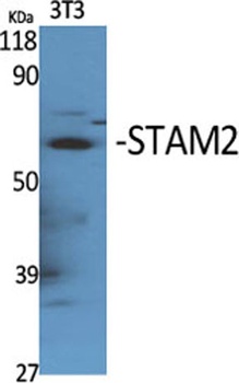 STAM2 rabbit pAb Antibody