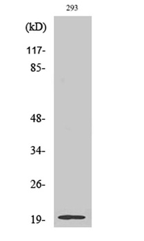 Stathmin-3 rabbit pAb Antibody