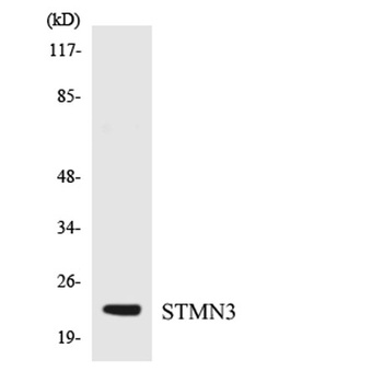Stathmin-3 rabbit pAb Antibody