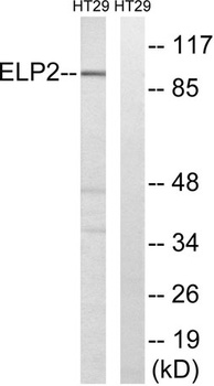 StIp1 rabbit pAb Antibody