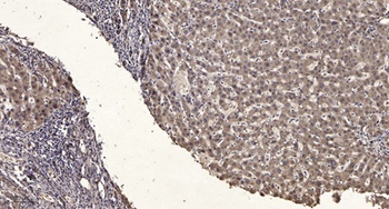 StIp1 rabbit pAb Antibody