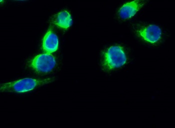 Synapsin I rabbit pAb Antibody