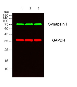 Synapsin I rabbit pAb Antibody