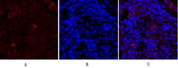 Synapsin I rabbit pAb Antibody