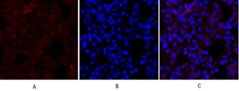 Synapsin I rabbit pAb Antibody