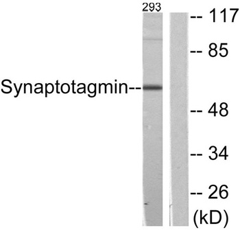 Synaptotagmin rabbit pAb Antibody