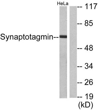 Synaptotagmin rabbit pAb Antibody