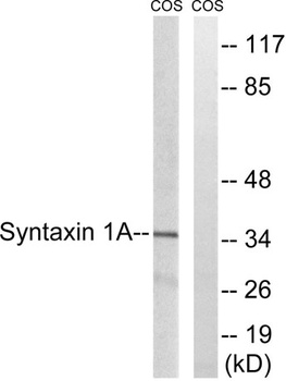 Syntaxin 1 rabbit pAb Antibody