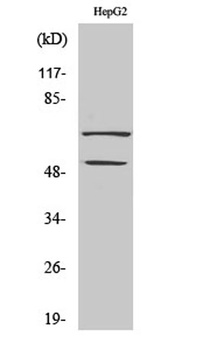 SYT rabbit pAb Antibody