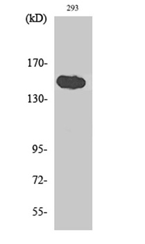 TAB182 rabbit pAb Antibody