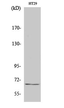 TAF5L rabbit pAb Antibody