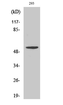 TDE1 rabbit pAb Antibody