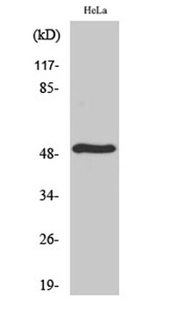 TDE2L rabbit pAb Antibody