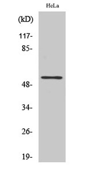 TFDP1 rabbit pAb Antibody