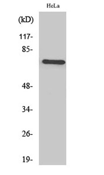 TFIIIB90-1 rabbit pAb Antibody