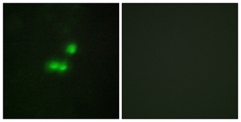 TFIIIB90-1 rabbit pAb Antibody