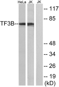 TFIIIB90-1 rabbit pAb Antibody