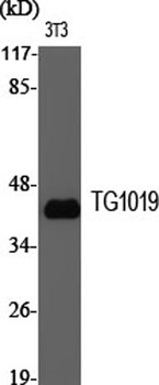 TG1019 rabbit pAb Antibody