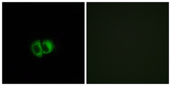 TG1019 rabbit pAb Antibody