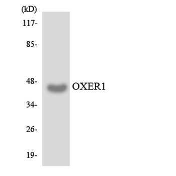 TG1019 rabbit pAb Antibody