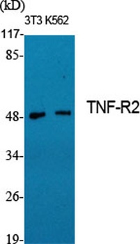 TNF-R2 rabbit pAb Antibody