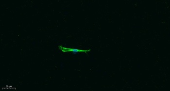 Tom20 rabbit pAb Antibody