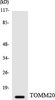 Tom20 rabbit pAb Antibody