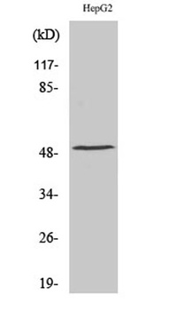 TPH1 rabbit pAb Antibody