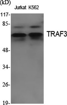 TRAF3 rabbit pAb Antibody
