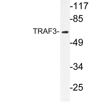 TRAF3 rabbit pAb Antibody