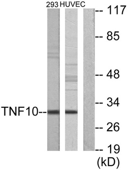 TRAIL rabbit pAb Antibody