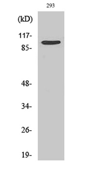 TRAP100 rabbit pAb Antibody