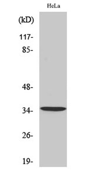 Tropomyosin α rabbit pAb Antibody