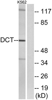 TRP2 rabbit pAb Antibody
