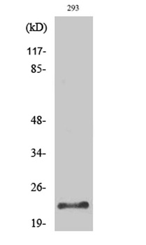 Trypsin-1 rabbit pAb Antibody
