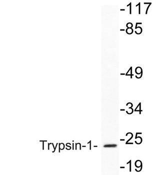 Trypsin-1 rabbit pAb Antibody