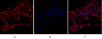 Tubulin α rabbit pAb Antibody