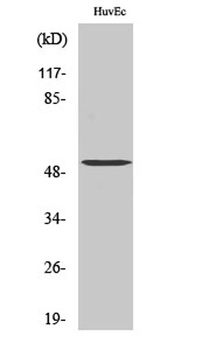 Tubulin α-3C/D/E rabbit pAb Antibody