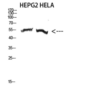 Tubulin α-3C/D/E rabbit pAb Antibody