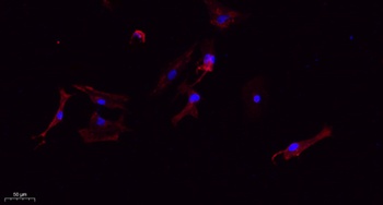 Tubulin β rabbit pAb Antibody