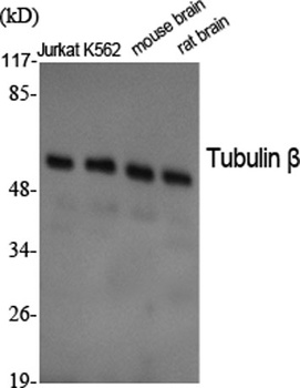Tubulin β rabbit pAb Antibody