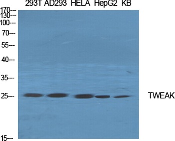 TWEAK rabbit pAb Antibody