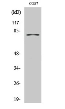 TYR rabbit pAb Antibody