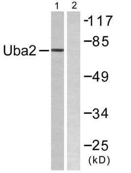 UBA2 rabbit pAb Antibody