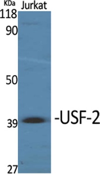 USF-2 rabbit pAb Antibody
